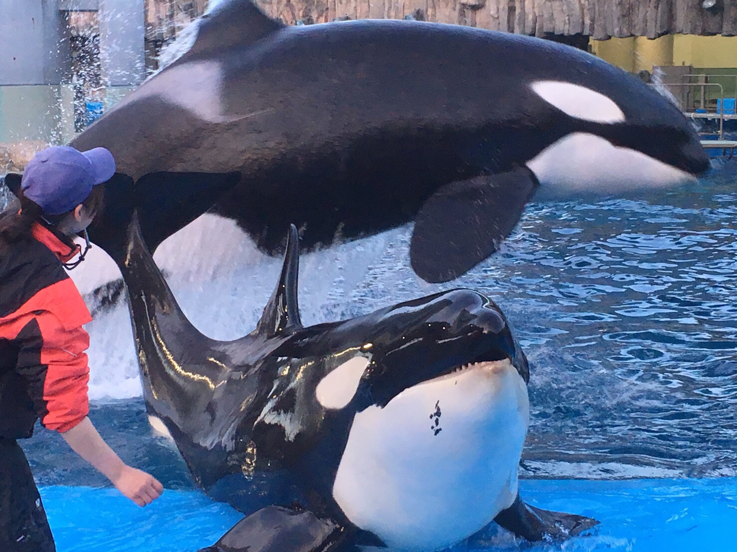 こシャチくんの水族館へLet's Go!!ブログ