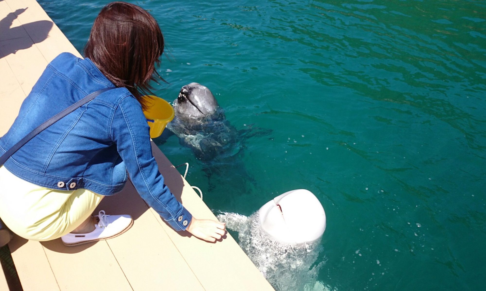こシャチくんの水族館へLet's Go!!ブログ