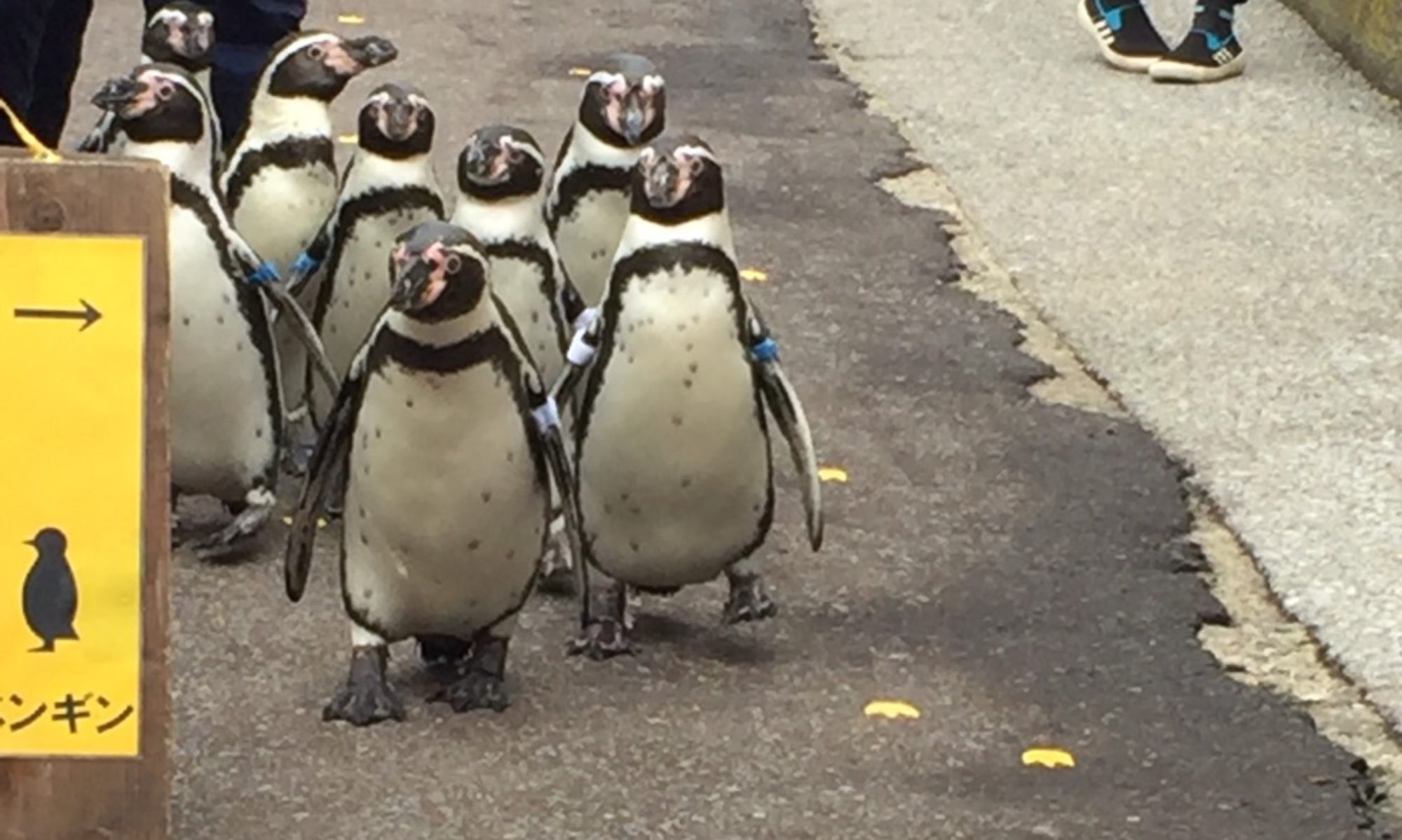 こシャチくんの水族館へLet's Go!!ブログ
